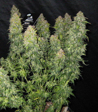 Семена сорта Auto Tutankhamon fem (Pyramid Seeds)