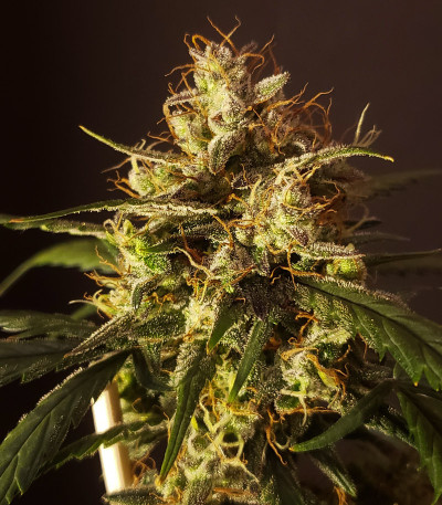 Семена сорта C4 auto fem