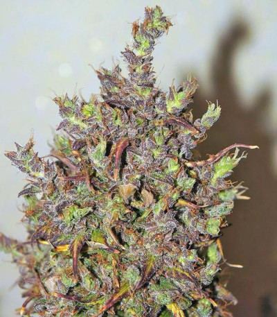 Семена сорта Californian Snow auto fem