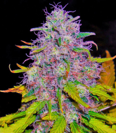 Семена сорта Jock Horror reg (Nirvana Seeds)