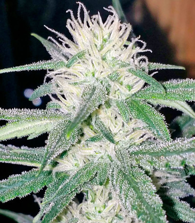 Семена сорта White Cheese Autoflowering fem (Dinafem Seeds)