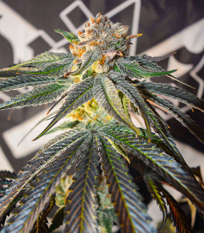 Семена сорта Banana Punch fem (Barney's Farm)