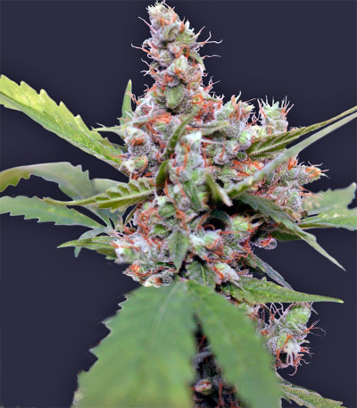 Семена сорта CBD Blue Shark fem