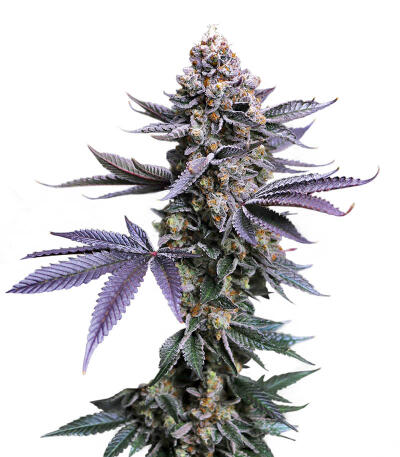 Семена сорта Zkittlez x Grapefruit (7CH Seeds & Cali Buds Seeds)