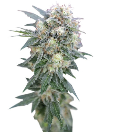 Семена сорта Ganesh reg (Mandala Seeds)