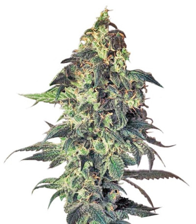 Семена сорта Northern VIP fem (VIP seeds)
