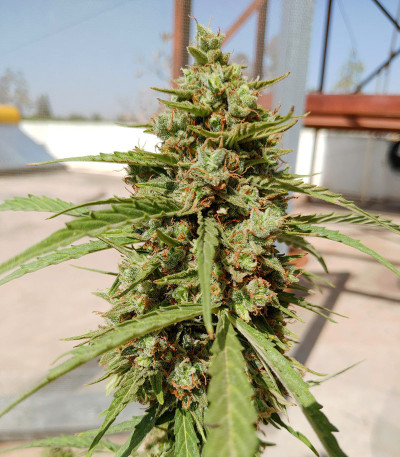 Семена сорта Auto Lennon fem (Pyramid Seeds)