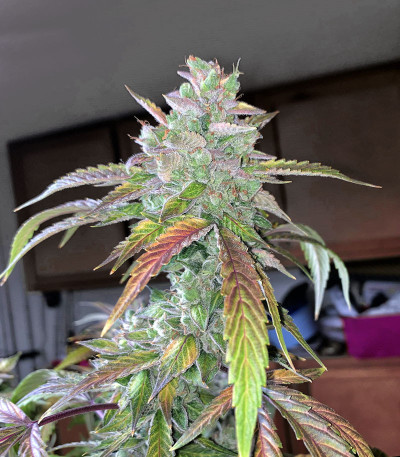 Семена сорта Bruce Banner fem (Cali Buds Seeds)
