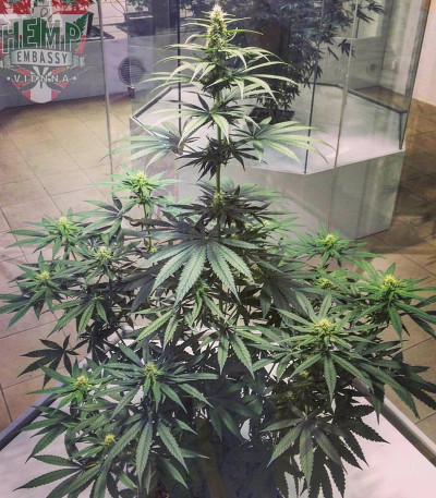 Семена сорта Cannatonic reg (Resin Seeds)