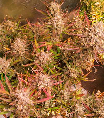 Семена сорта Crime Caramel 2 Auto fem (Семяныч)