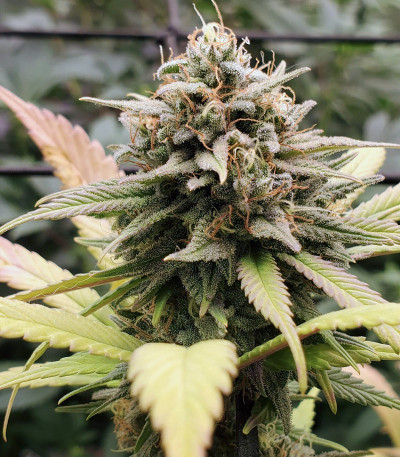 Семена сорта Descojack fem (Delicious Seeds)