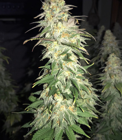 Семена сорта Gorilla Glue #4 fem (Original Sensible Seeds)