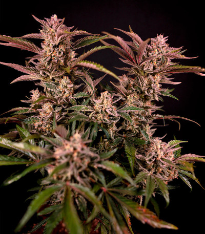 Семена сорта HighCloudZ Auto fem от Green House Seeds