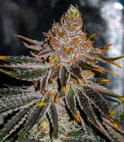 Семена сорта Mandarin Cookies fem (7CH American)