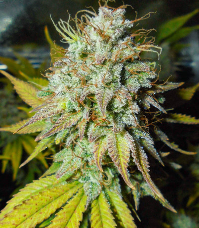 Семена сорта Red Diesel fem (Barney's Farm)