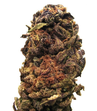 Семена сорта Orange Bud reg (Dutch Passion)
