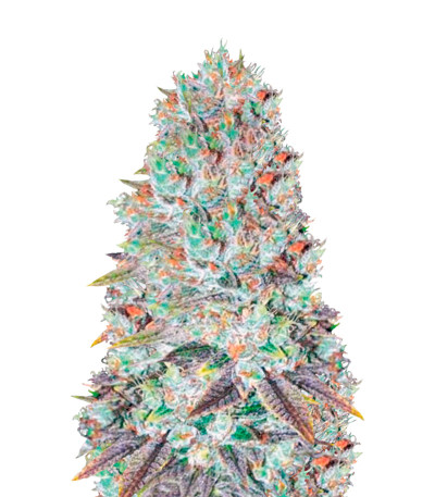 Семена сорта Original Berry fem (Victory Seeds)