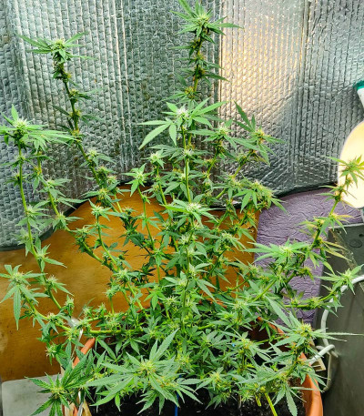 Семена сорта Zkittlez fem (Семяныч)