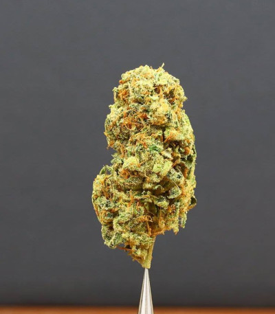 Семена сорта Amnesia Ganja Haze fem (Sumo Seeds)