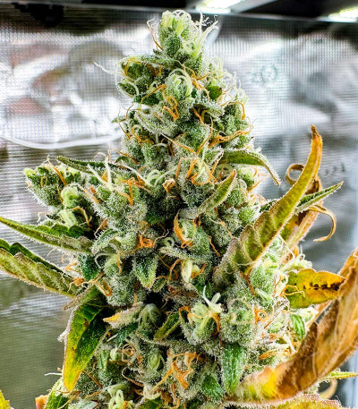 Семена сорта CBD Lemon Auto fem (Herbies Seeds)