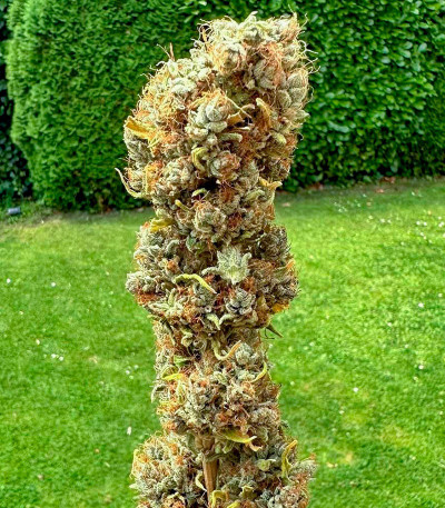 Семена сорта Lemon Drizzle fem (Barney's Farm)