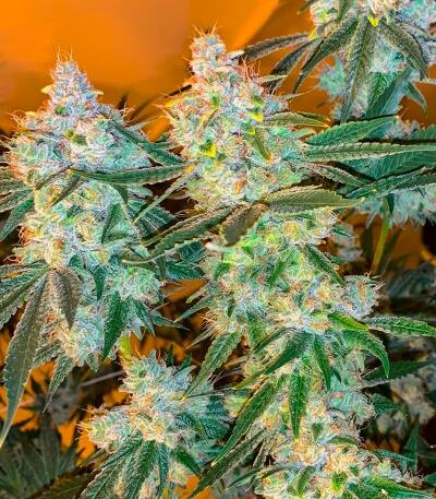 Семена сорта Ultimate Afghan Auto fem (Семяныч)