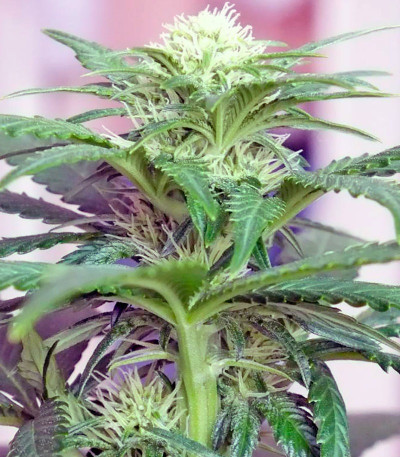 Семена сорта Ladyburn 1974 fem