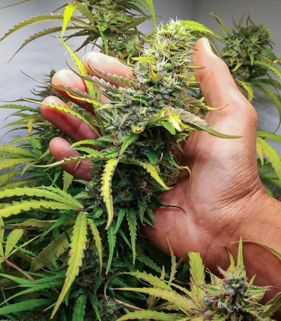 Семена сорта Auto AK-77V fem (Victory Seeds)