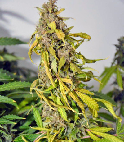 Семена сорта Auto Amnesia Gold fem (Pyramid Seeds)