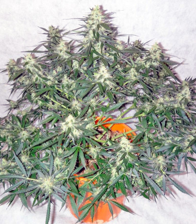 Семена сорта Auto Whiteberry fem (Paradise Seeds)