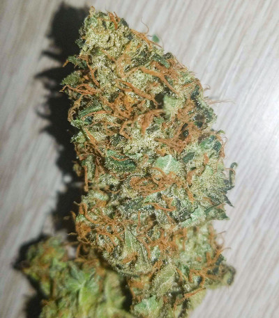 Семена сорта Different Gorilla fem (AlphaFem Seeds)
