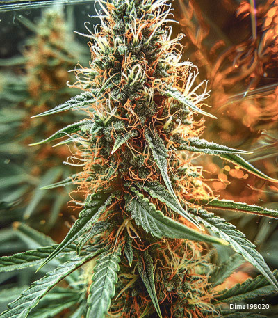 Семена сорта Crime Caramel Auto fem (Семяныч)