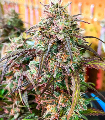 Семена конопли сорта Snow Star Auto