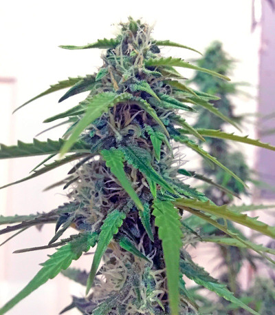 Семена сорта Botafumeiros fem (Sweet Seeds)