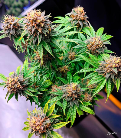 Семена сорта Gorilla Auto fem (Семяныч)