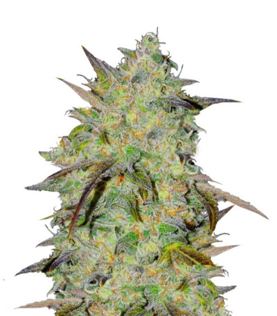 Сорт Marmalate Early Version шишки