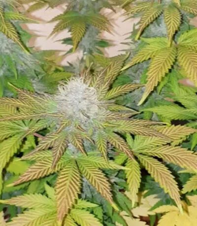 Семена сорта Boy Scout Cookies fem (Kalashnikov Seeds)