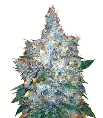 Семена сорта Auto Blueberry Berry fem