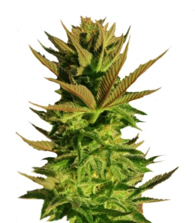 Семена сорта B. Lee Auto (Kickass Auto) fem