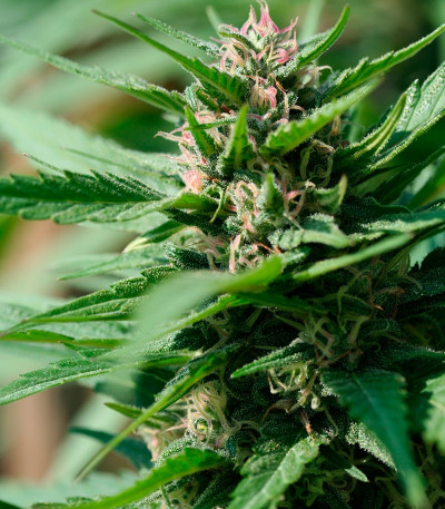 Семена сорта Pink Plant fem