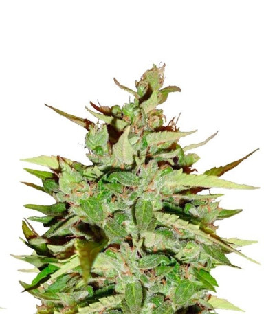 Семена сорта Stress Killer Automatic fem (Royal Queen Seeds)