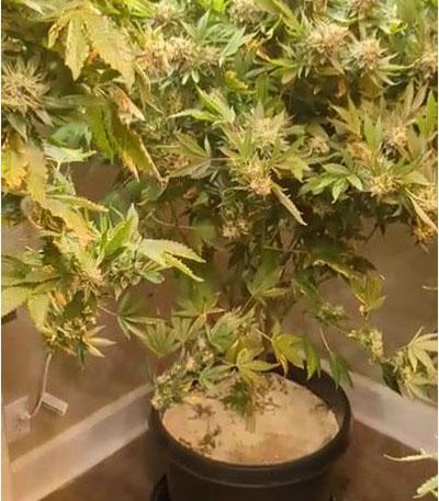 Семена сорта Frosted Guava fem (Original Sensible Seeds)