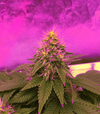 Семена сорта DO-SI-DOS fem (Cali Buds Seeds)