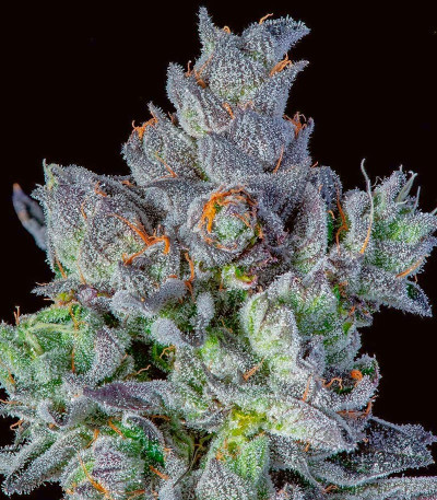Семена сорта High Society fem (Compound Genetics)