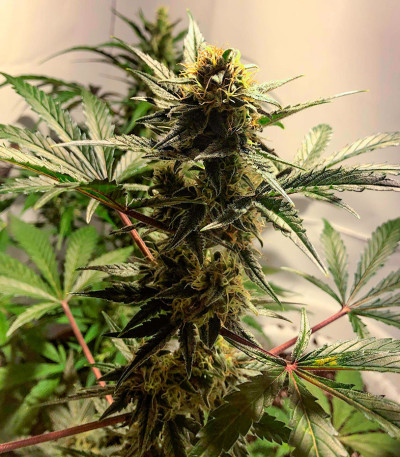 Семена сорта Super Glue #4 Auto fem (High Speed ​​Buds)