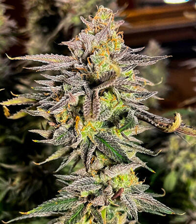 Семена сорта Ultimate Afghan Auto fem (Семяныч)