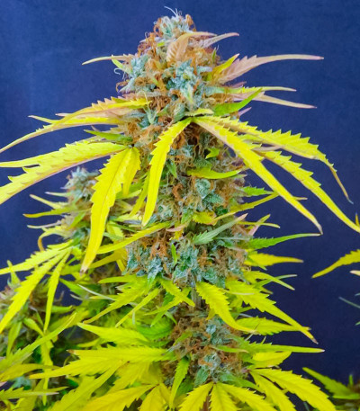 Семена конопли сорта Pink Rozay Auto