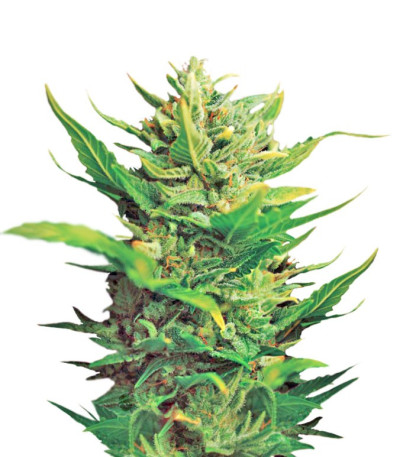 Семена сорта Think Different Auto fem (Dutch Passion)