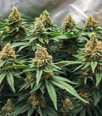 Семена сорта AFS Princess fem (AlphaFem Seeds)