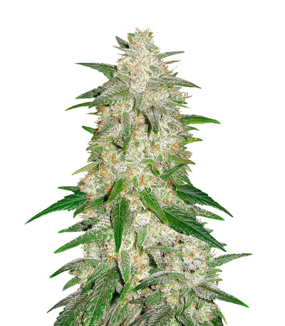 Семена сорта Gelato Auto fem (FastBuds)